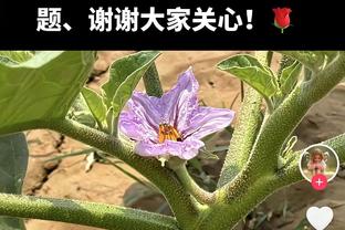 百步穿杨！格雷森-阿伦19中11砍全场最高31分 三分14中9